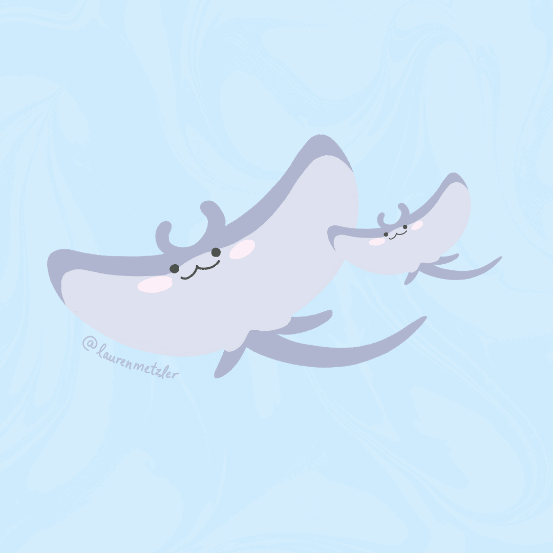 Manta ray illustration by Lauren Metzler Ocean inspired Art