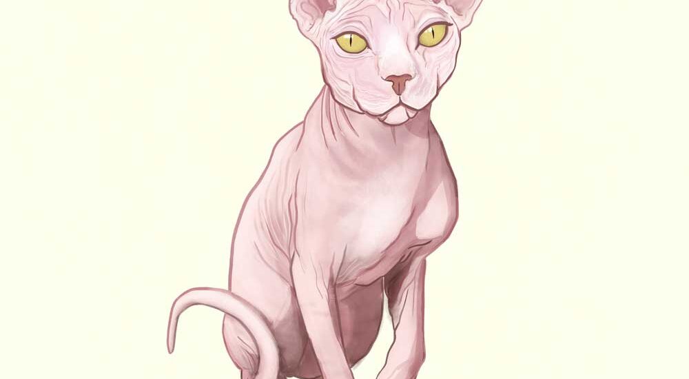 pet portrait Taro kitty