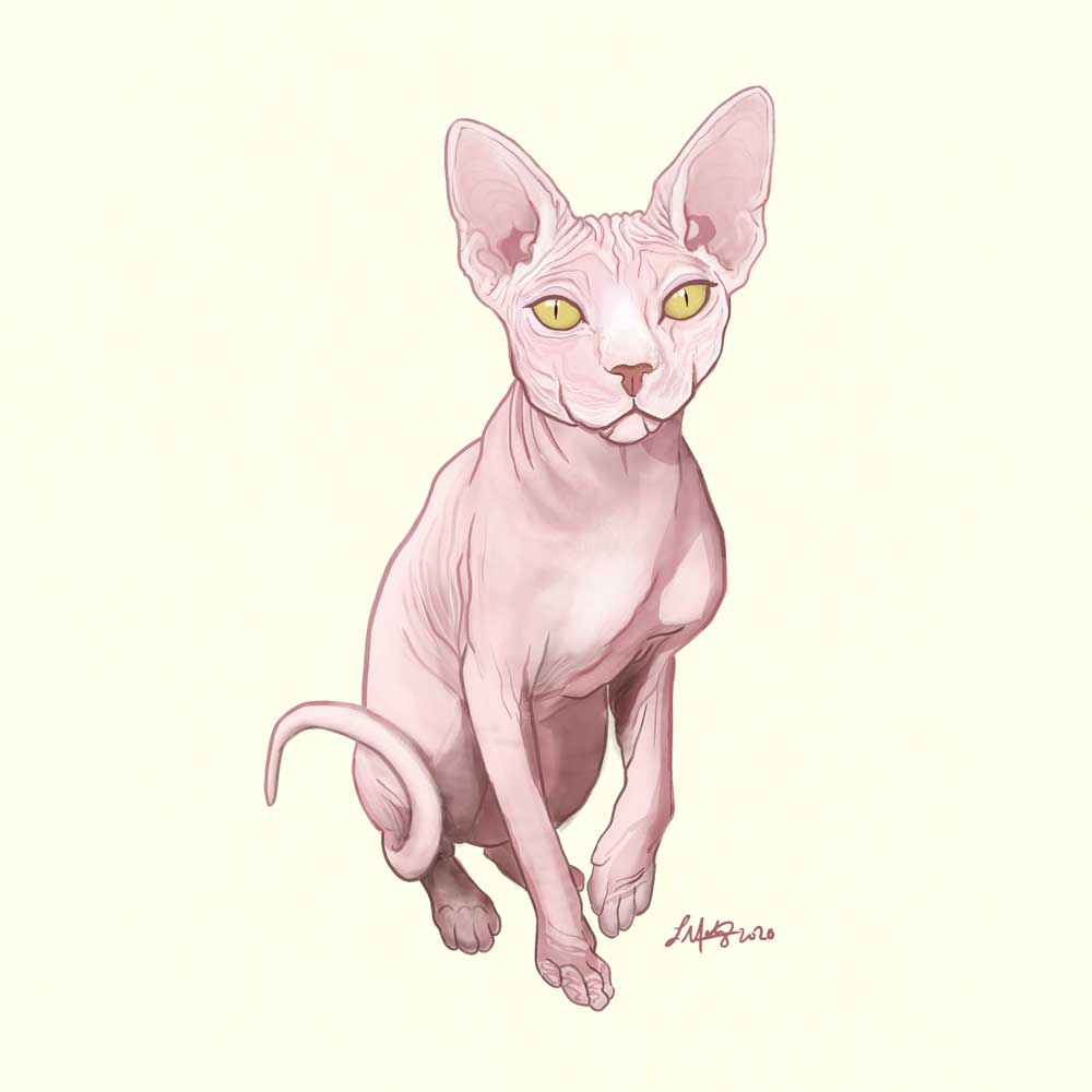 pet portrait Taro kitty